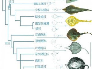 潜水员戴夫：鬼蝠鳐任务攻略与完成技巧详解