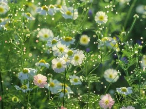 野花韩国视频在线观看 野花韩国视频免费在线观看