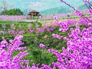 亚洲精品一区二区桃花网，精选亚洲一区二区桃花视频，让你尽享视觉盛宴