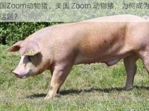 美国Zoom动物猪、美国 Zoom 动物猪，为何成为热议话题？