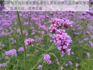 野花视频在线观看完整版最新6,野花视频在线观看完整版最新 6，高清无码，免费观看