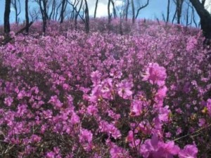 野花韩国高清免费视频6【野花韩国高清免费视频 6：香艳画面，极致享受】