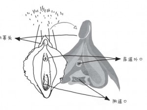 大荫道BBwBBB大荫道一—：大荫道 BBwBBB 大荫道一，你了解多少？