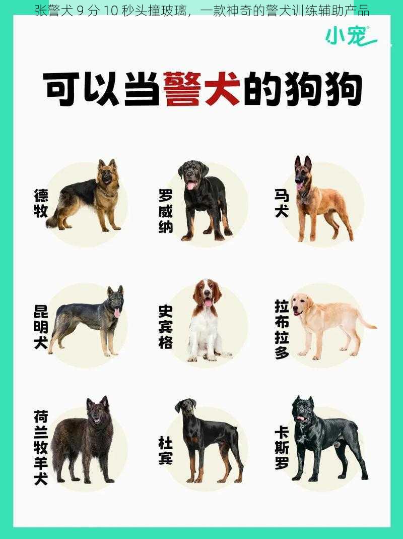 张警犬 9 分 10 秒头撞玻璃，一款神奇的警犬训练辅助产品