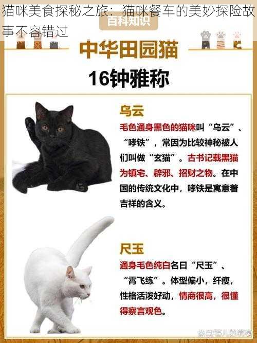 猫咪美食探秘之旅：猫咪餐车的美妙探险故事不容错过