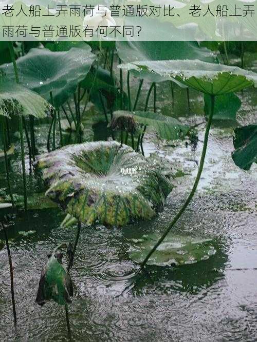 老人船上弄雨荷与普通版对比、老人船上弄雨荷与普通版有何不同？