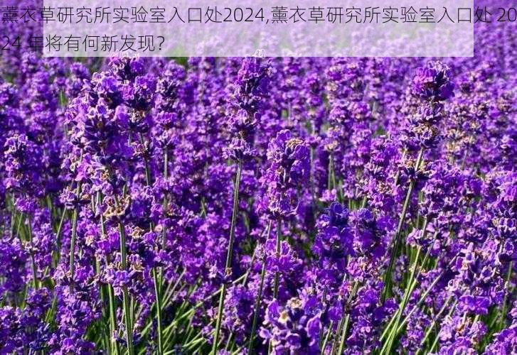 薰衣草研究所实验室入口处2024,薰衣草研究所实验室入口处 2024 年将有何新发现？