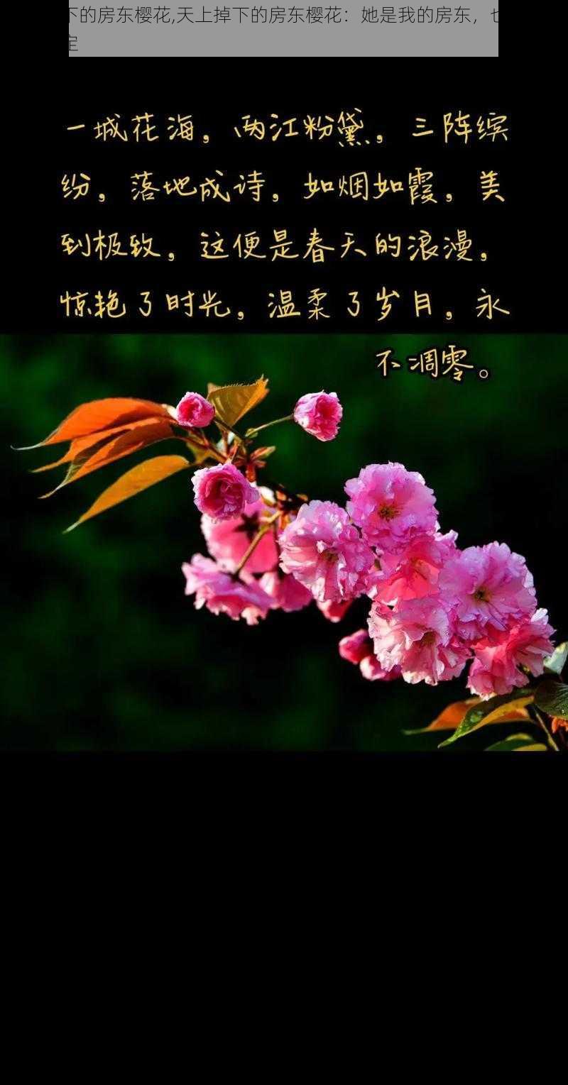 天上掉下的房东樱花,天上掉下的房东樱花：她是我的房东，也是我的命中注定