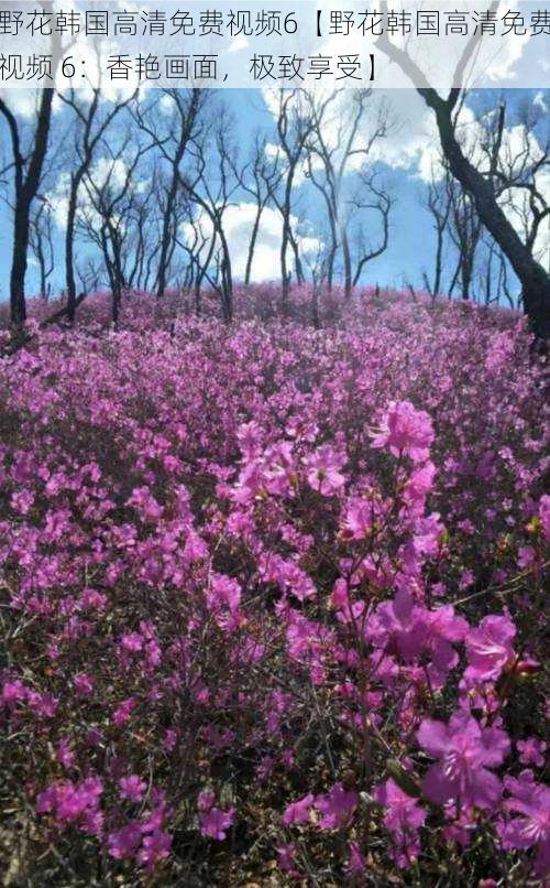 野花韩国高清免费视频6【野花韩国高清免费视频 6：香艳画面，极致享受】