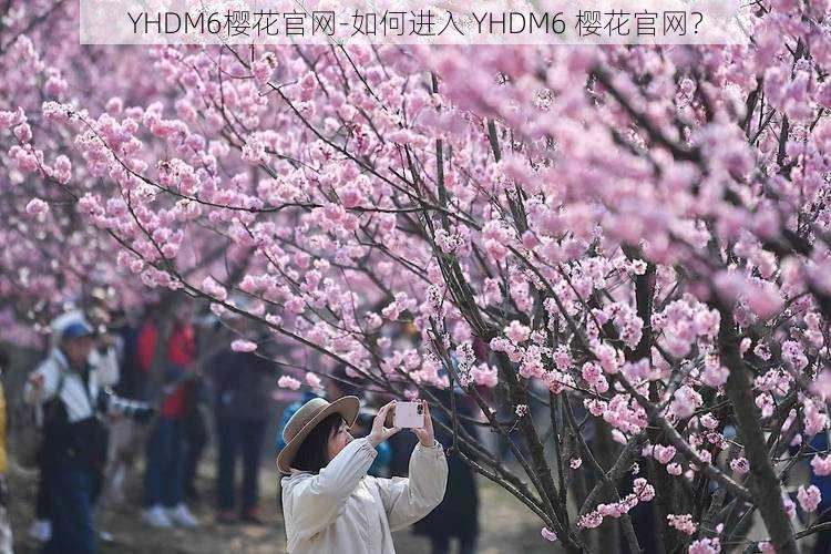 YHDM6樱花官网-如何进入 YHDM6 樱花官网？