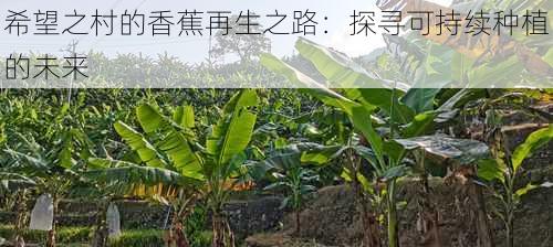 希望之村的香蕉再生之路：探寻可持续种植的未来